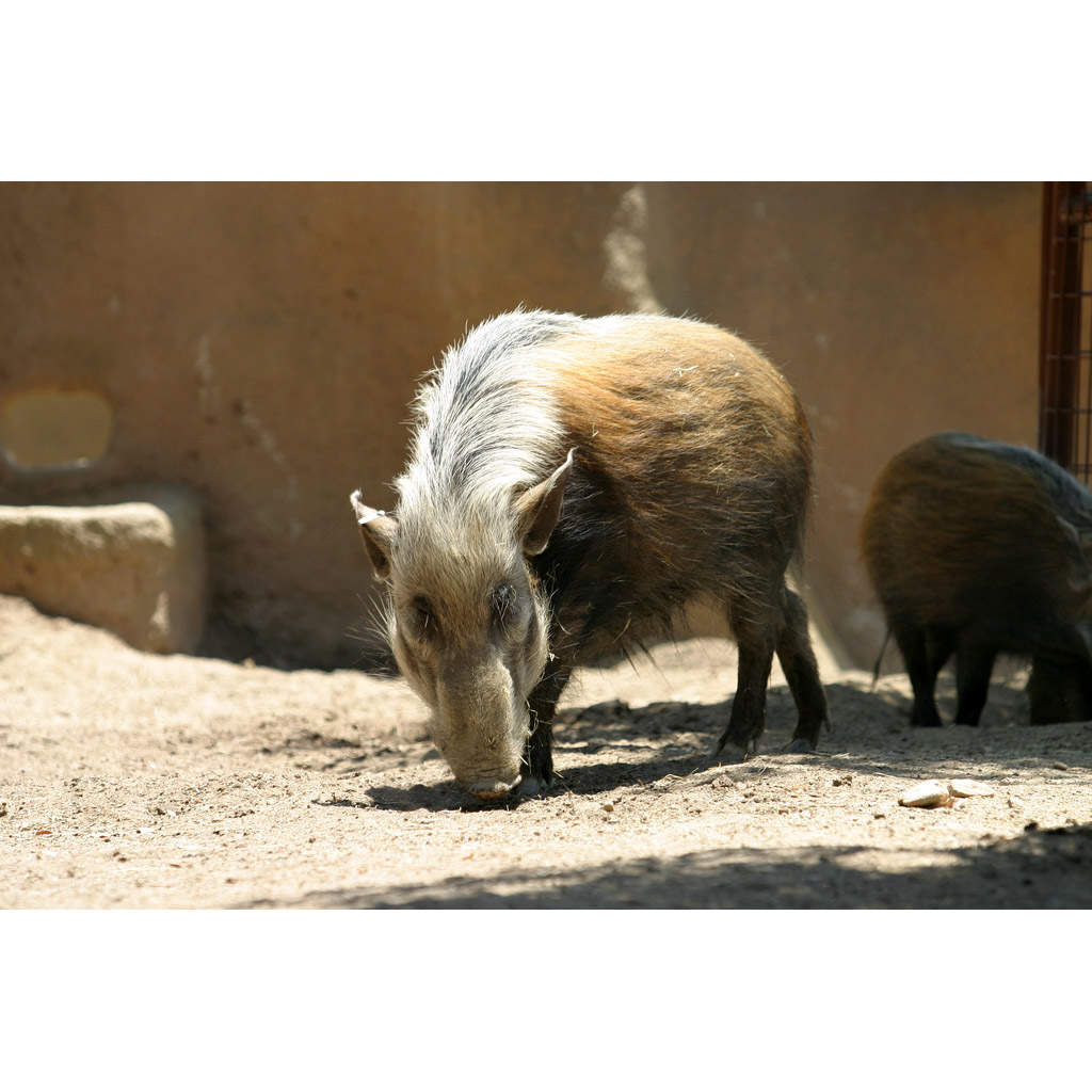 Potamochoerus larvatus Фото №6