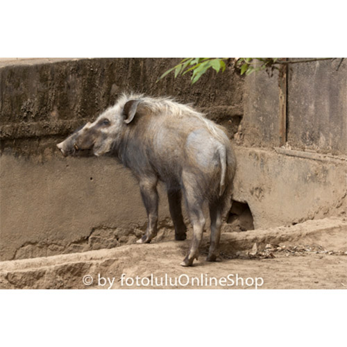 Potamochoerus larvatus Фото №7