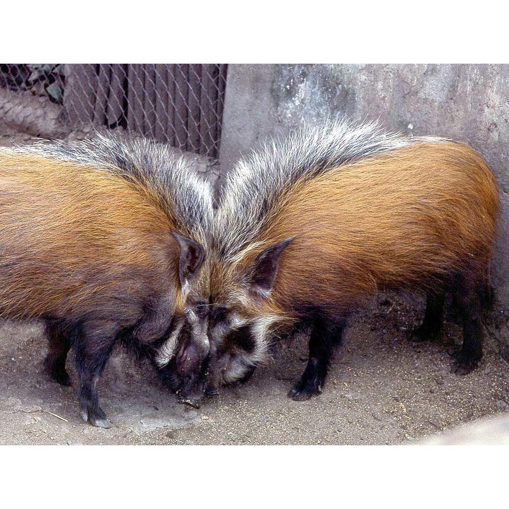 Potamochoerus larvatus Фото №8