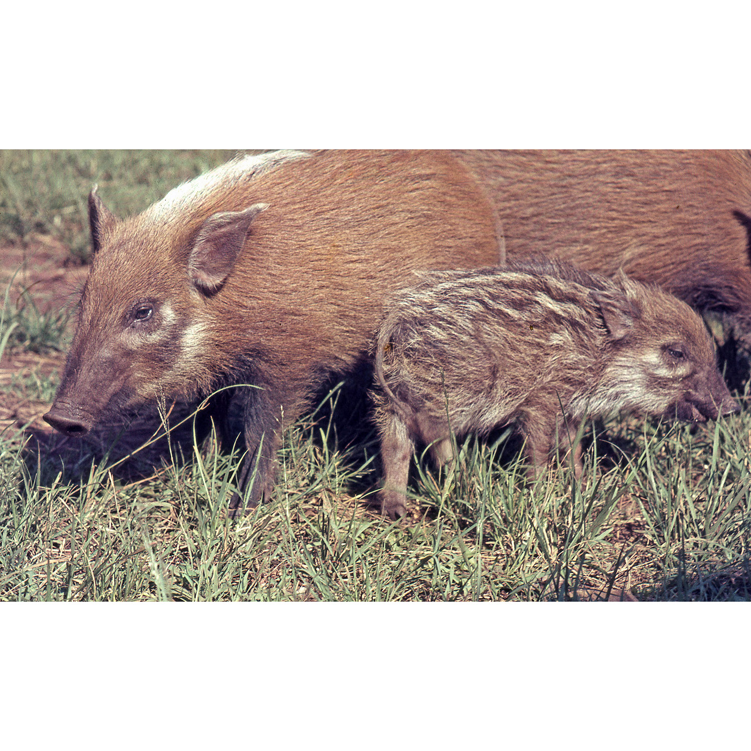 Potamochoerus larvatus Фото №9