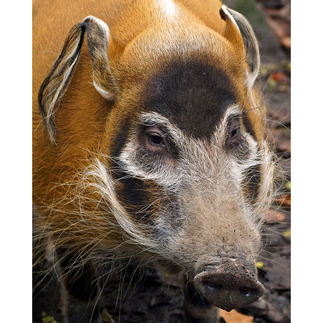 Potamochoerus porcus Фото №10