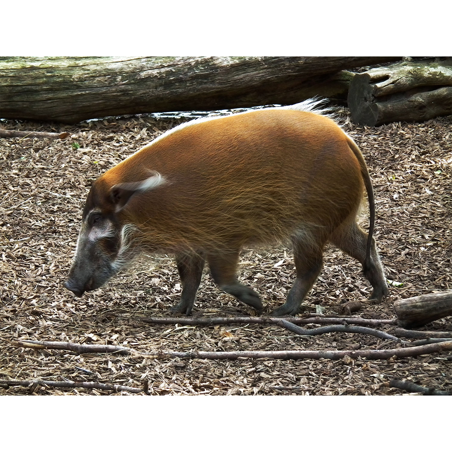 Potamochoerus porcus Фото №2