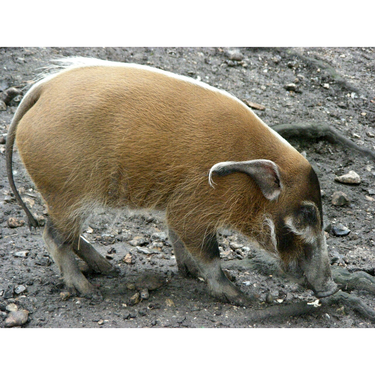 Potamochoerus porcus Фото №3