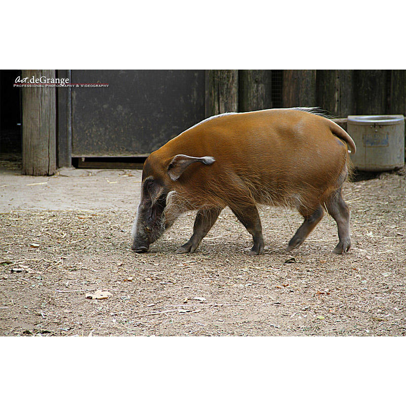 Potamochoerus porcus Фото №4