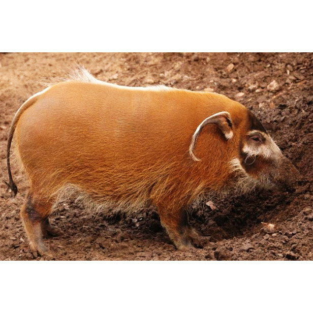Potamochoerus porcus Фото №5
