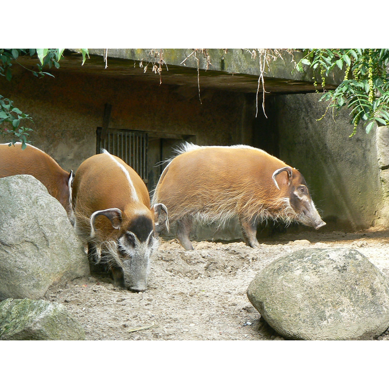 Potamochoerus porcus Фото №6