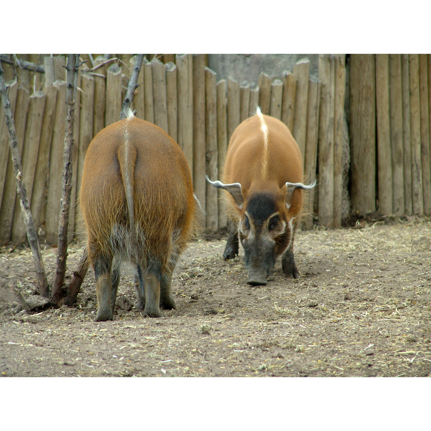 Potamochoerus porcus Фото №7