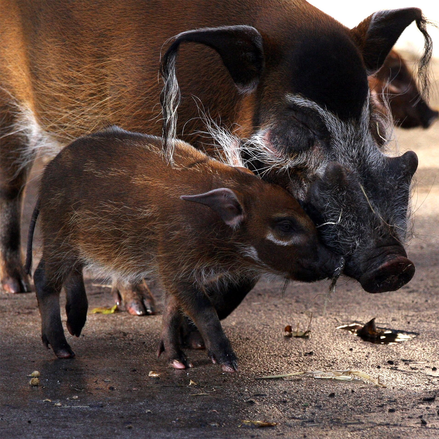 Potamochoerus porcus Фото №8