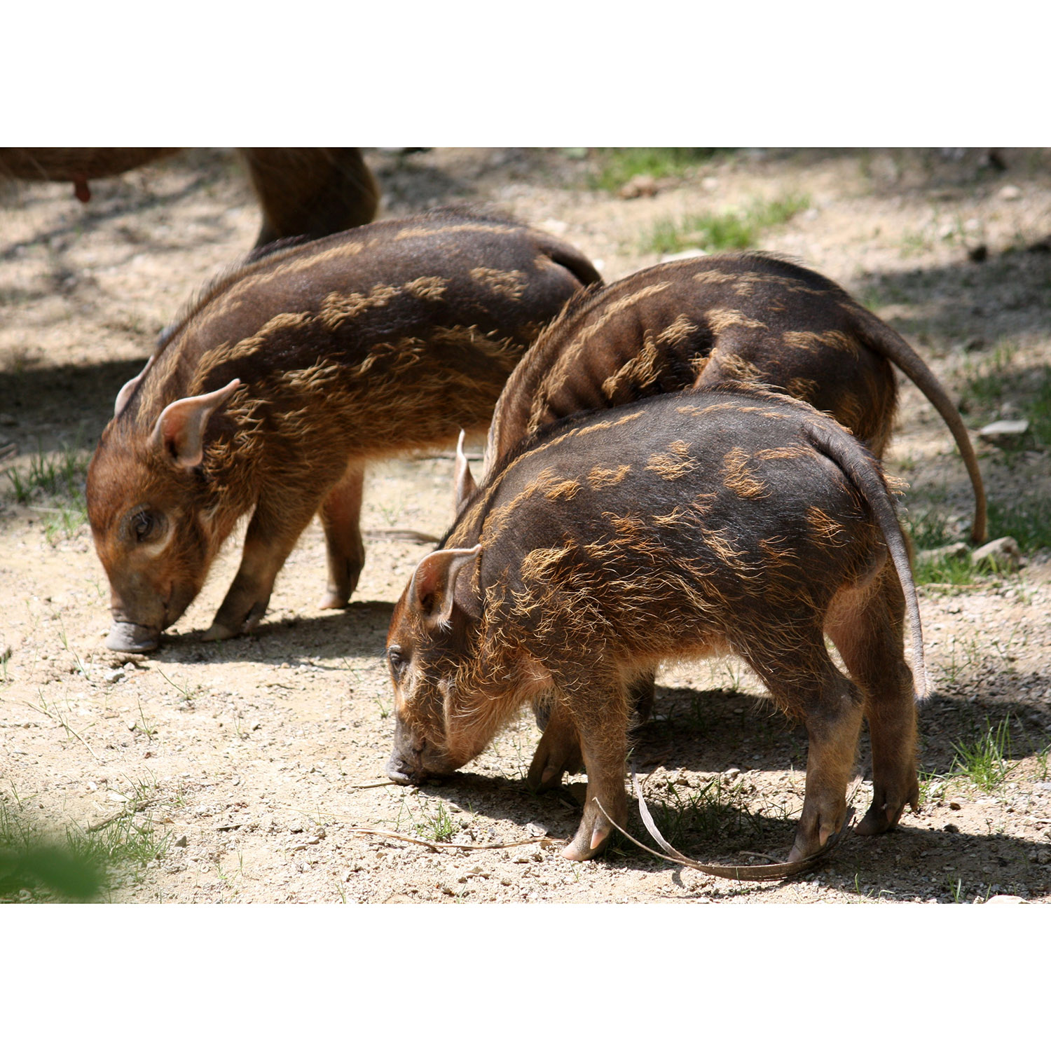 Potamochoerus porcus Фото №9