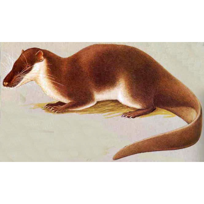 Potamogale velox Фото №5