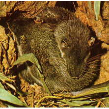 Potamogale velox Фото №6
