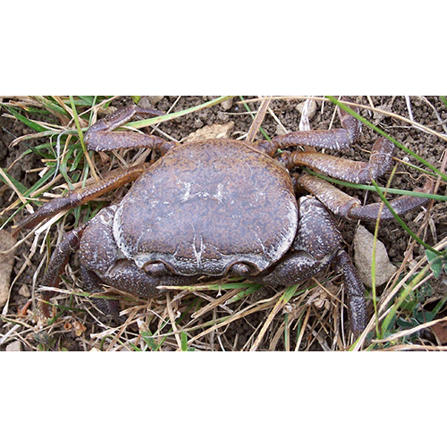 Семейство Potamoidea фото