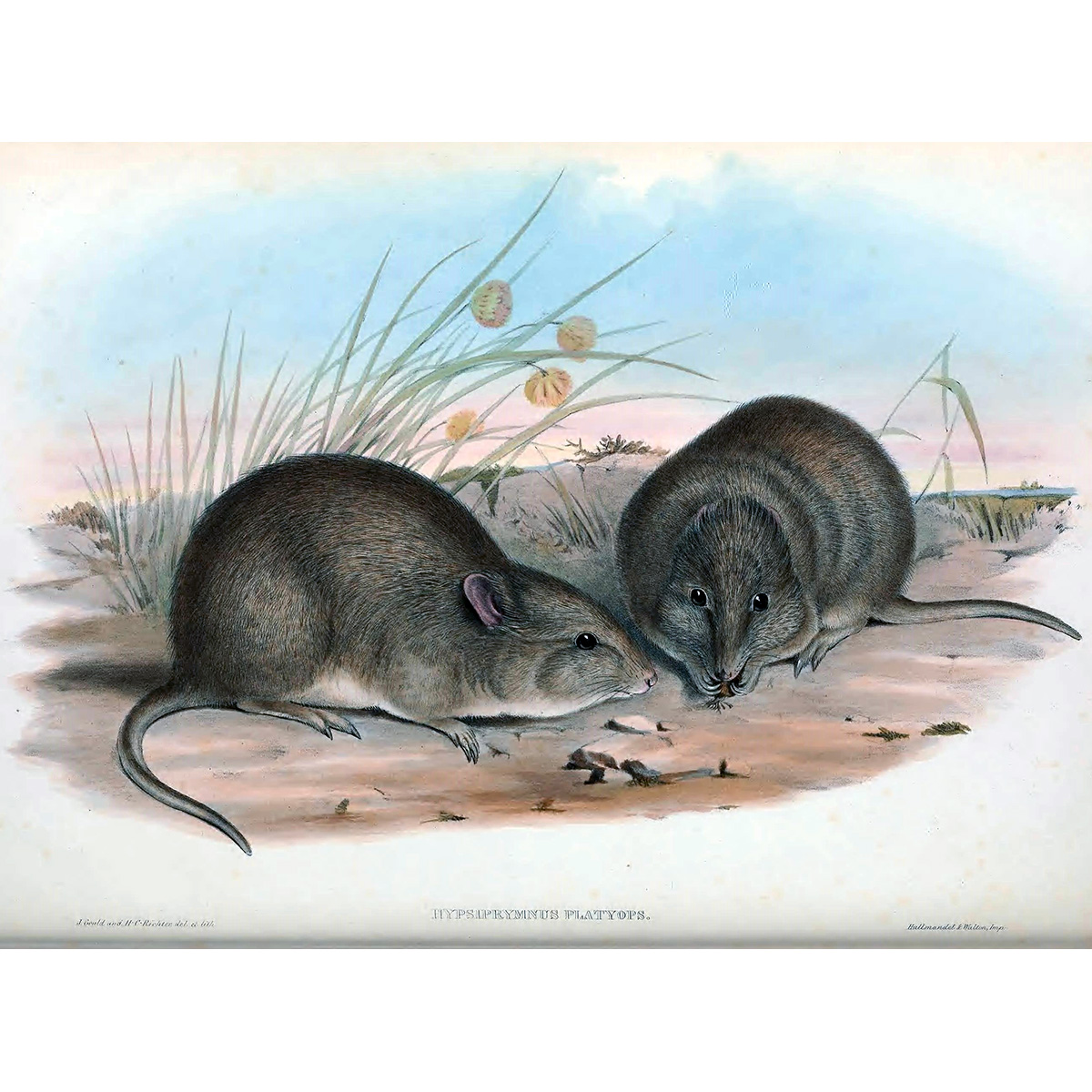 †Широкоголовый кенгуру (Potorous platyops) Фото №2