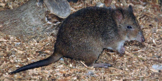 Potorous tridactylus tridactylus