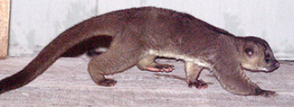Potos flavus flavus