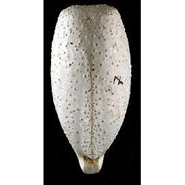 Семейство Pourtalesiidae  фото