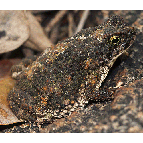  Род Poyntonophrynus  фото
