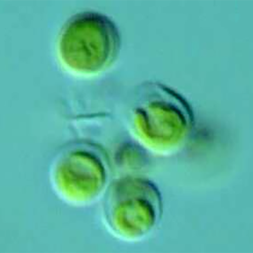 Отряд Prasinococcales фото