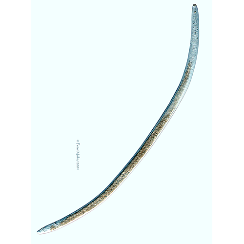 Семейство Pratylenchidae  фото