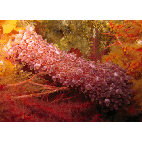 Семейство Preactiidae  фото