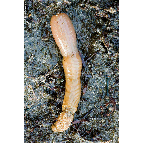 Семейство Priapulidae фото