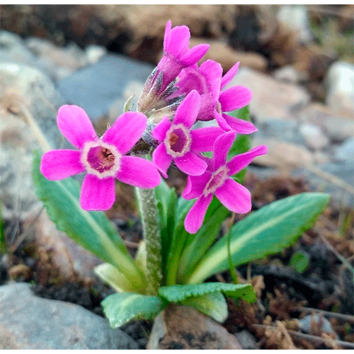 Семейство Первоцветные фото