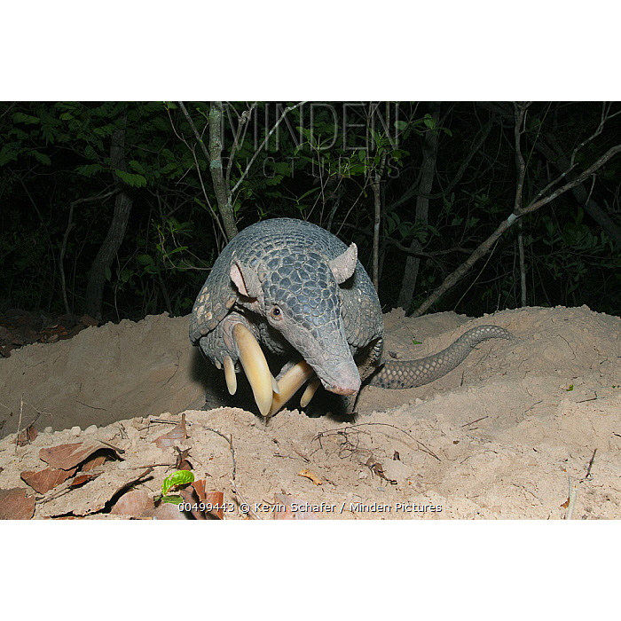 Гигантский броненосец (Priodontes maximus) Фото №10