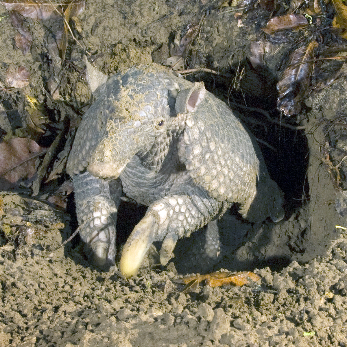 Гигантский броненосец (Priodontes maximus) Фото №5