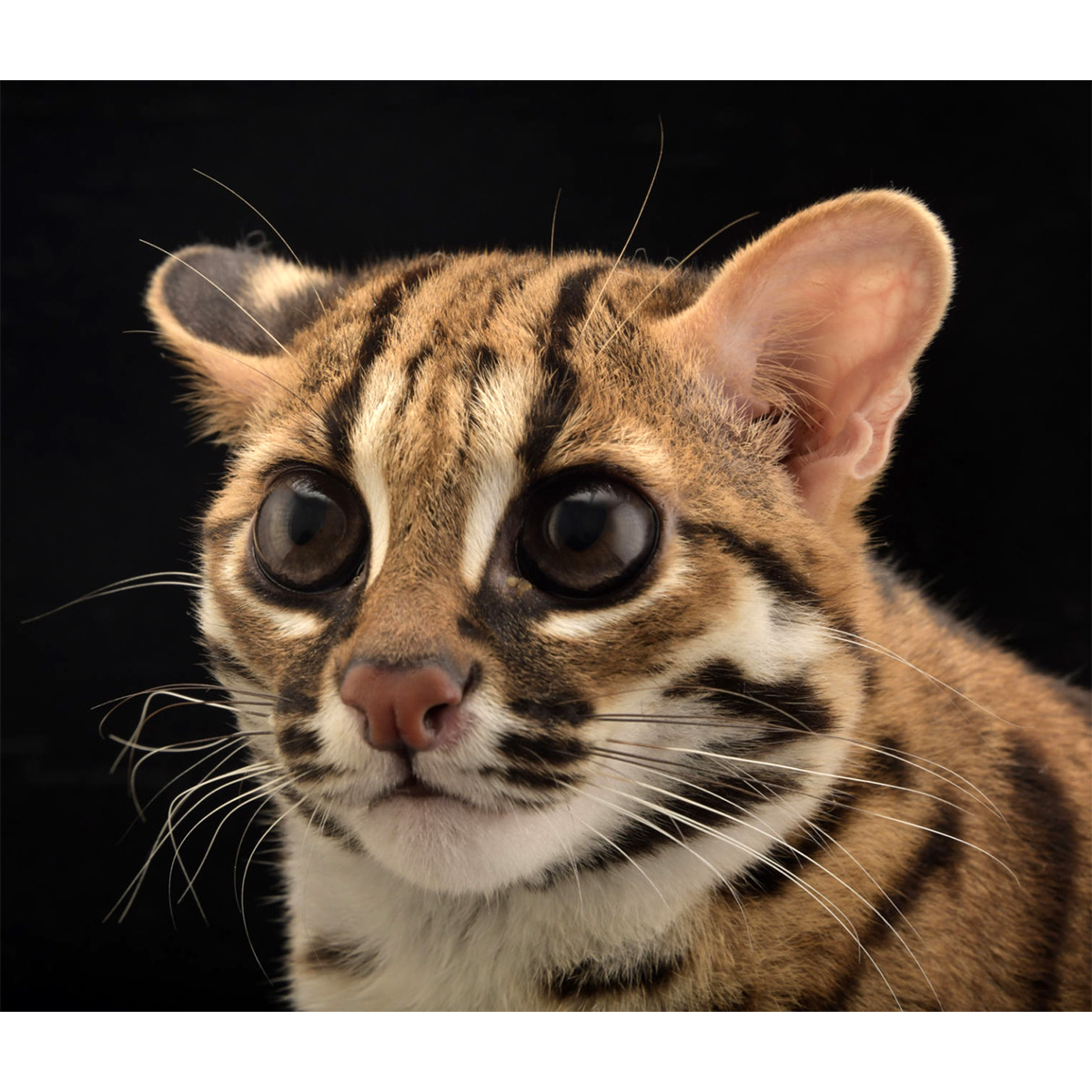 Бенгальская кошка (Prionailurus bengalensis) Фото №10