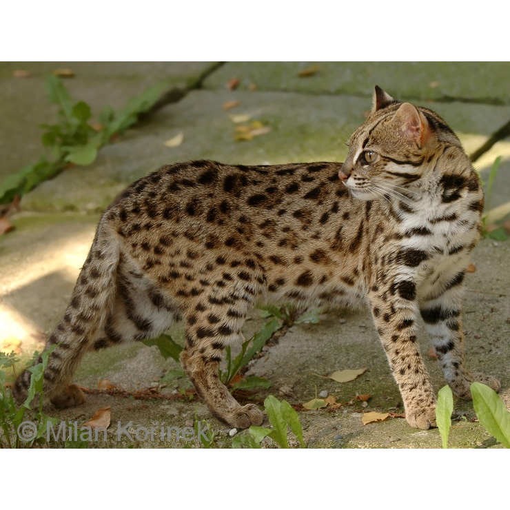 Бенгальская кошка (Prionailurus bengalensis) Фото №2