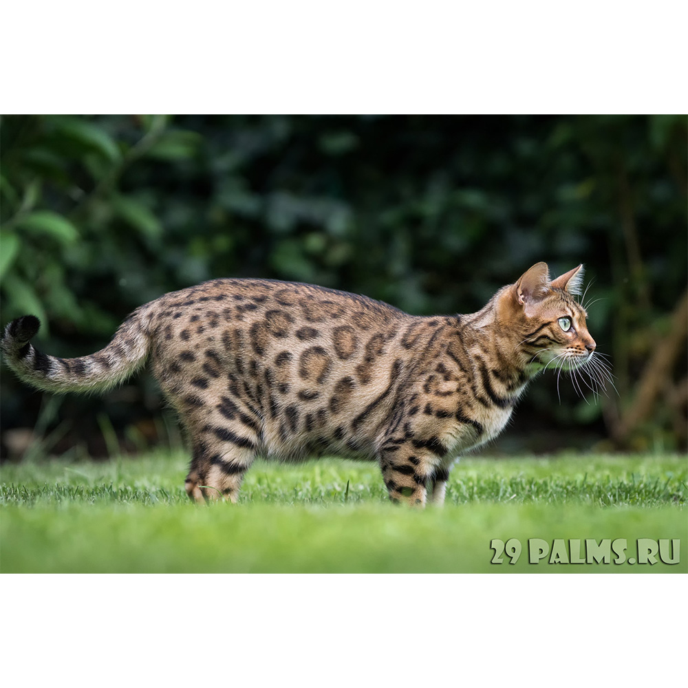 Бенгальская кошка (Prionailurus bengalensis) Фото №3