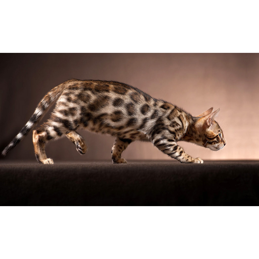 Бенгальская кошка (Prionailurus bengalensis) Фото №4