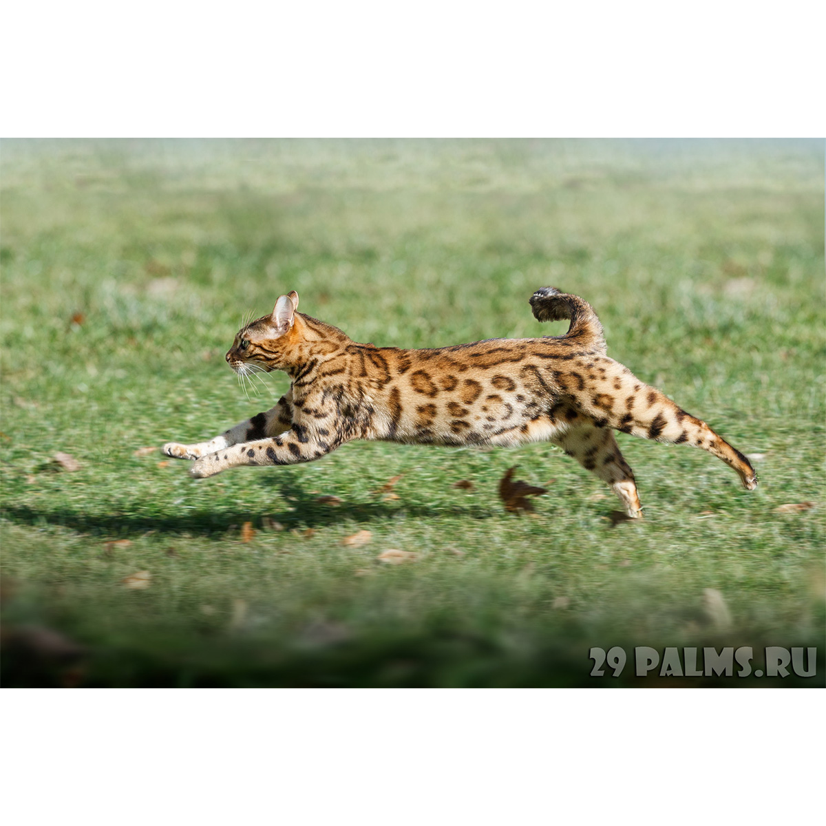 Бенгальская кошка (Prionailurus bengalensis) Фото №5