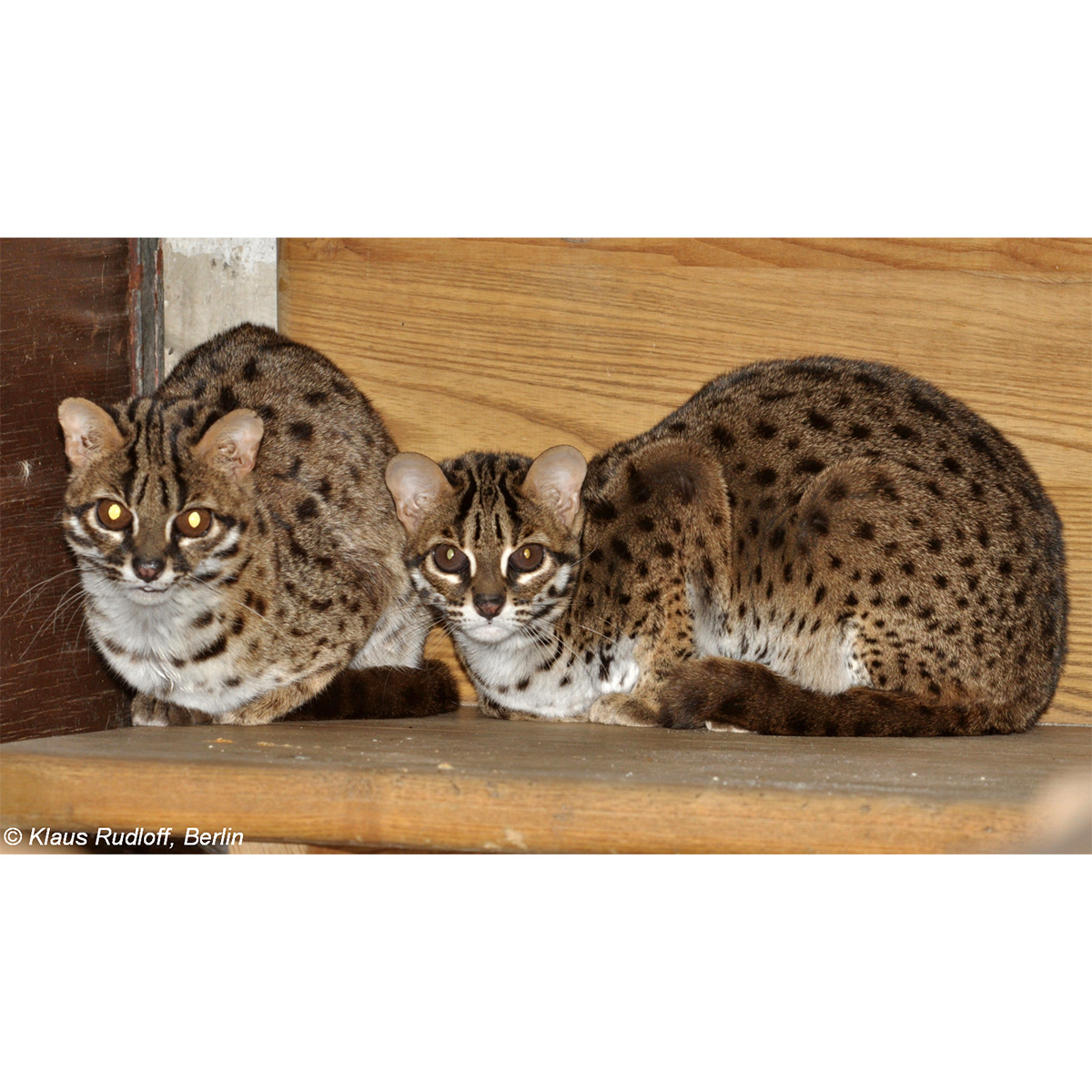 Бенгальская кошка (Prionailurus bengalensis) Фото №6