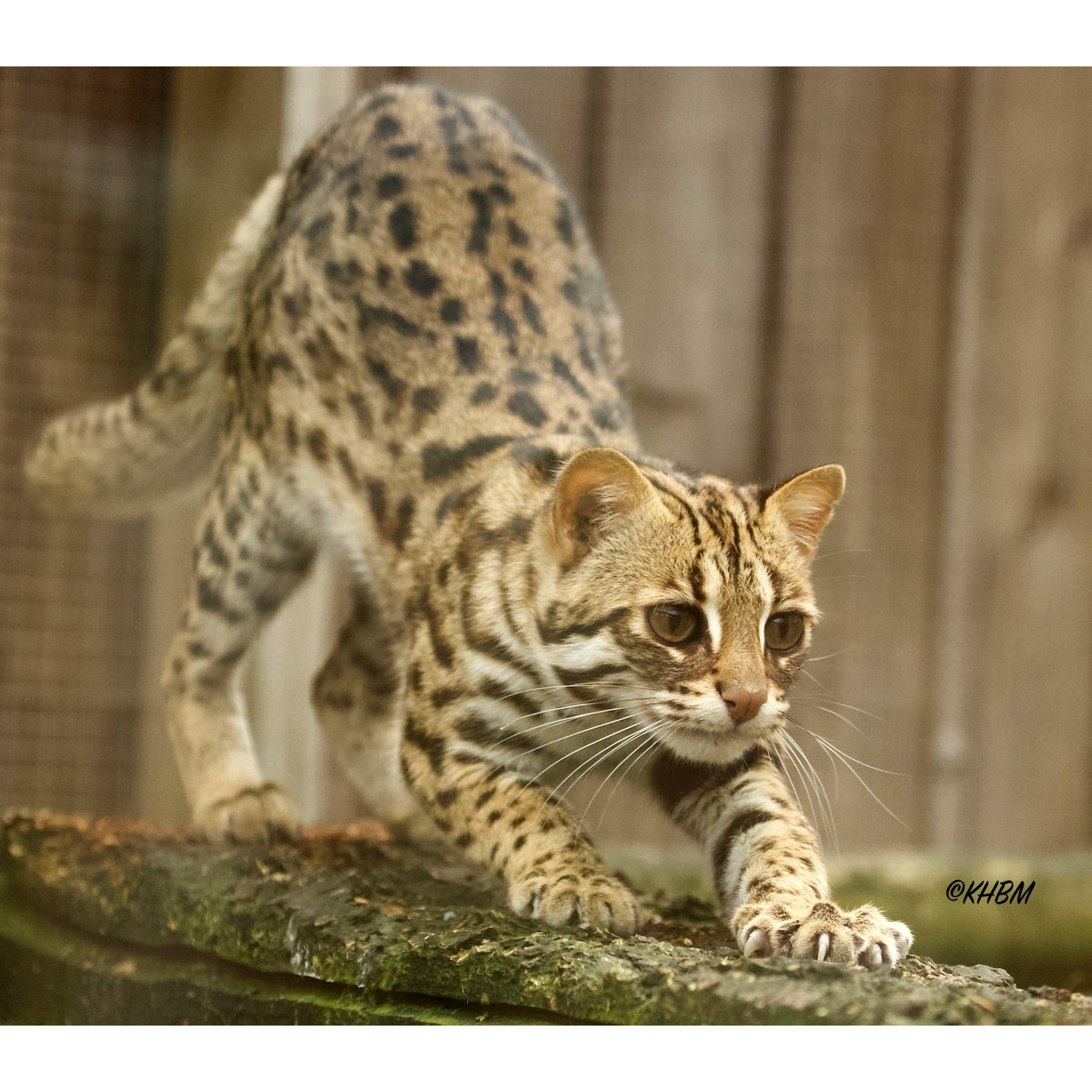 Бенгальская кошка (Prionailurus bengalensis) Фото №7