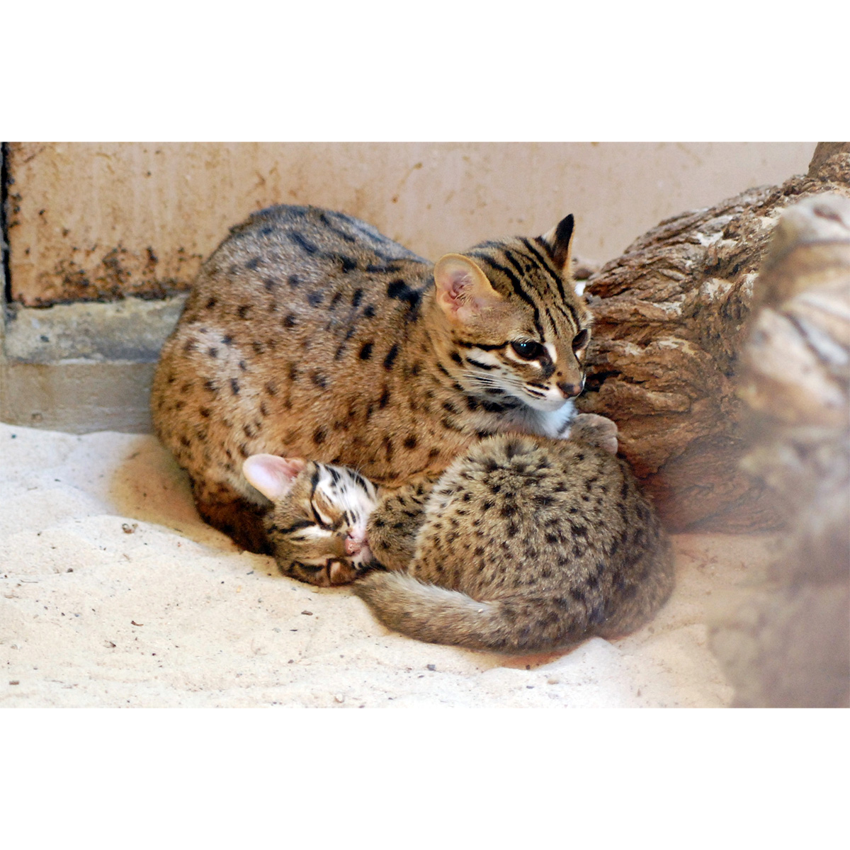 Бенгальская кошка (Prionailurus bengalensis) Фото №8