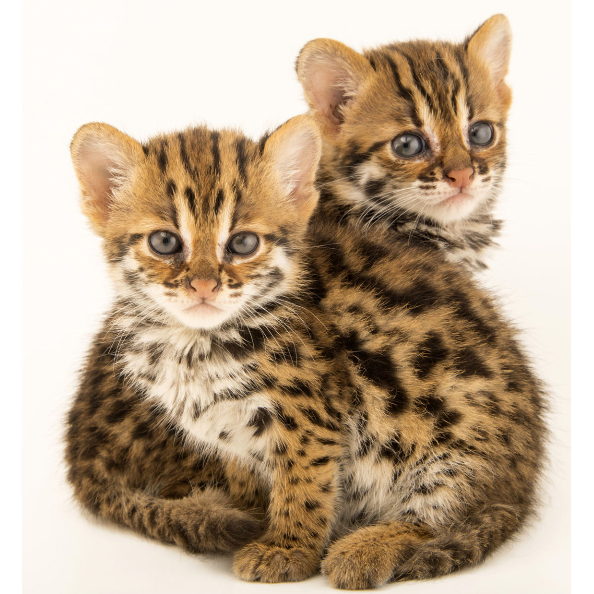 Бенгальская кошка (Prionailurus bengalensis) Фото №9