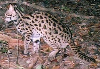 Prionailurus bengalensis bengalensis