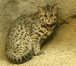 Prionailurus bengalensis chinensis