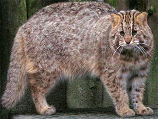 Амурский лесной кот (Prionailurus bengalensis euptilurus)