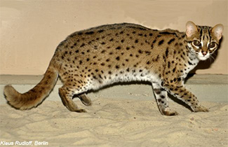 Prionailurus bengalensis heaneyi