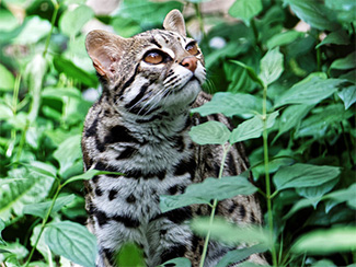 Prionailurus bengalensis horsfieldii