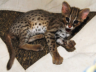 Prionailurus bengalensis javanensis