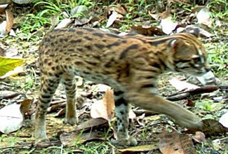 Суматранская кошка (Prionailurus bengalensis sumatranus)