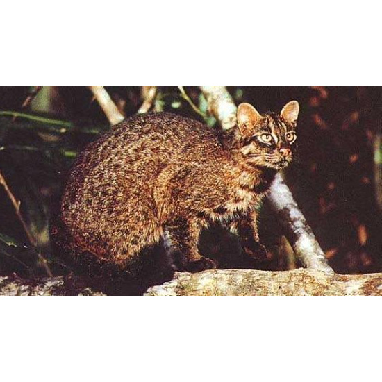 Ириомотейская кошка (Prionailurus iriomotensis) Фото №2