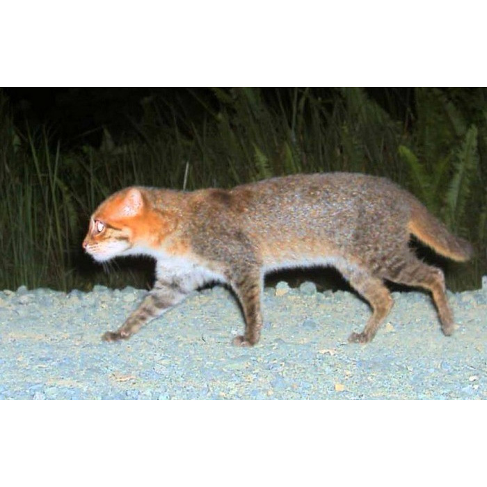Суматранская кошка (Prionailurus planiceps) Фото №3