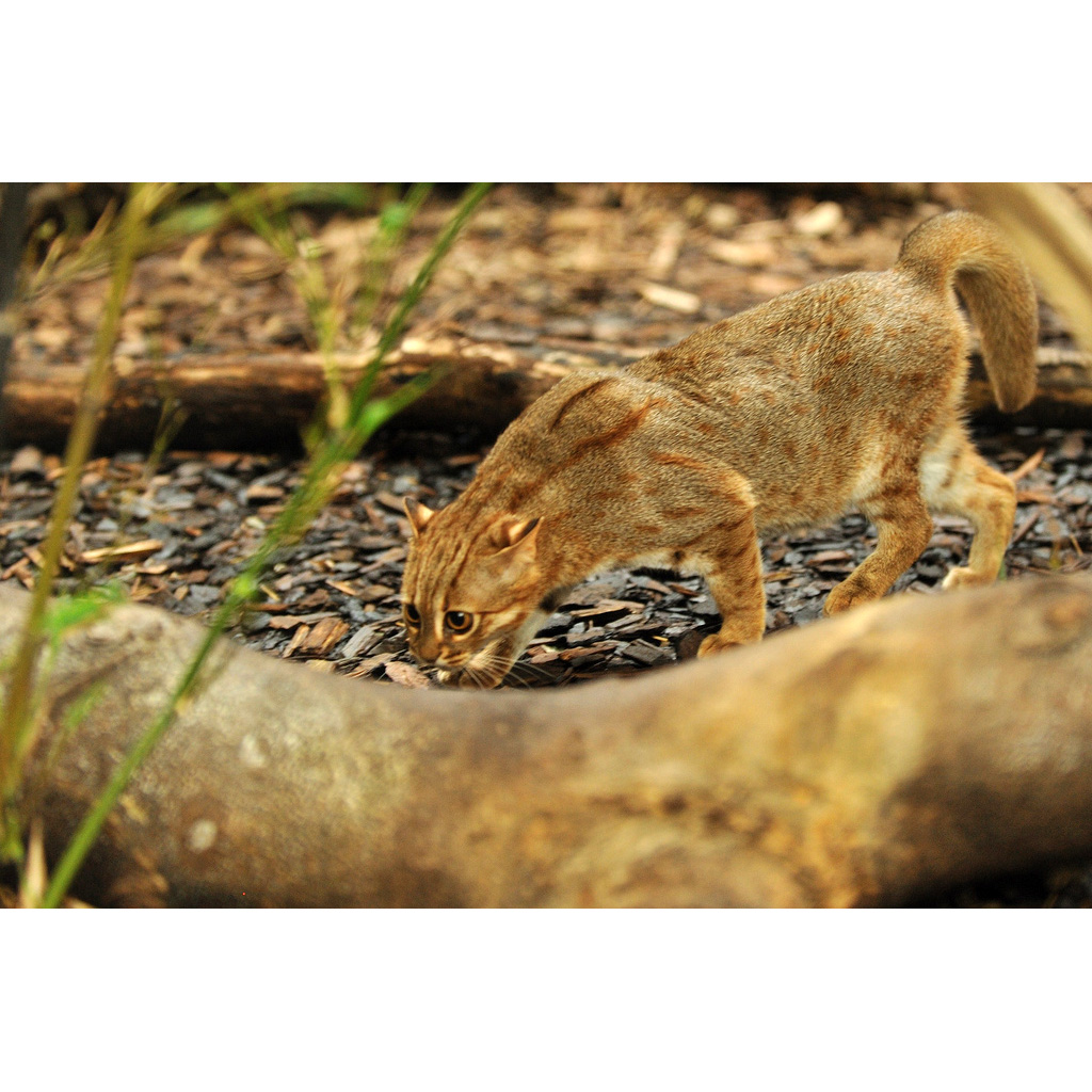 Ржавая кошка / Пятнисто-рыжая кошка (Prionailurus rubiginosus) Фото №7