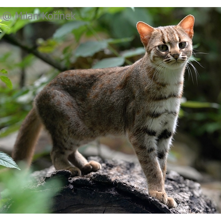 Ржавая кошка / Пятнисто-рыжая кошка (Prionailurus rubiginosus) Фото №8