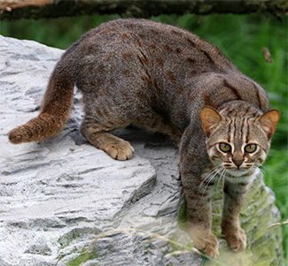 Prionailurus rubiginosus phillipsi