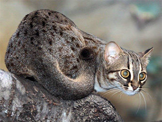 Prionailurus rubiginosus rubiginosus